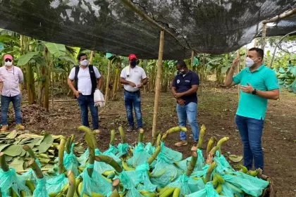 Para el próximo año los productores buscan aumentar las hectáreas cultivadas de plátano en el municipio de Arauquita.